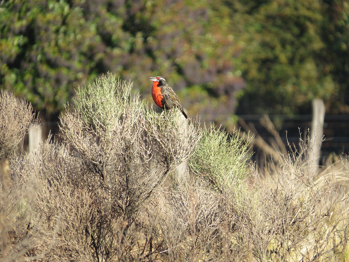 Long-tailed Meadowlark - ML638981803