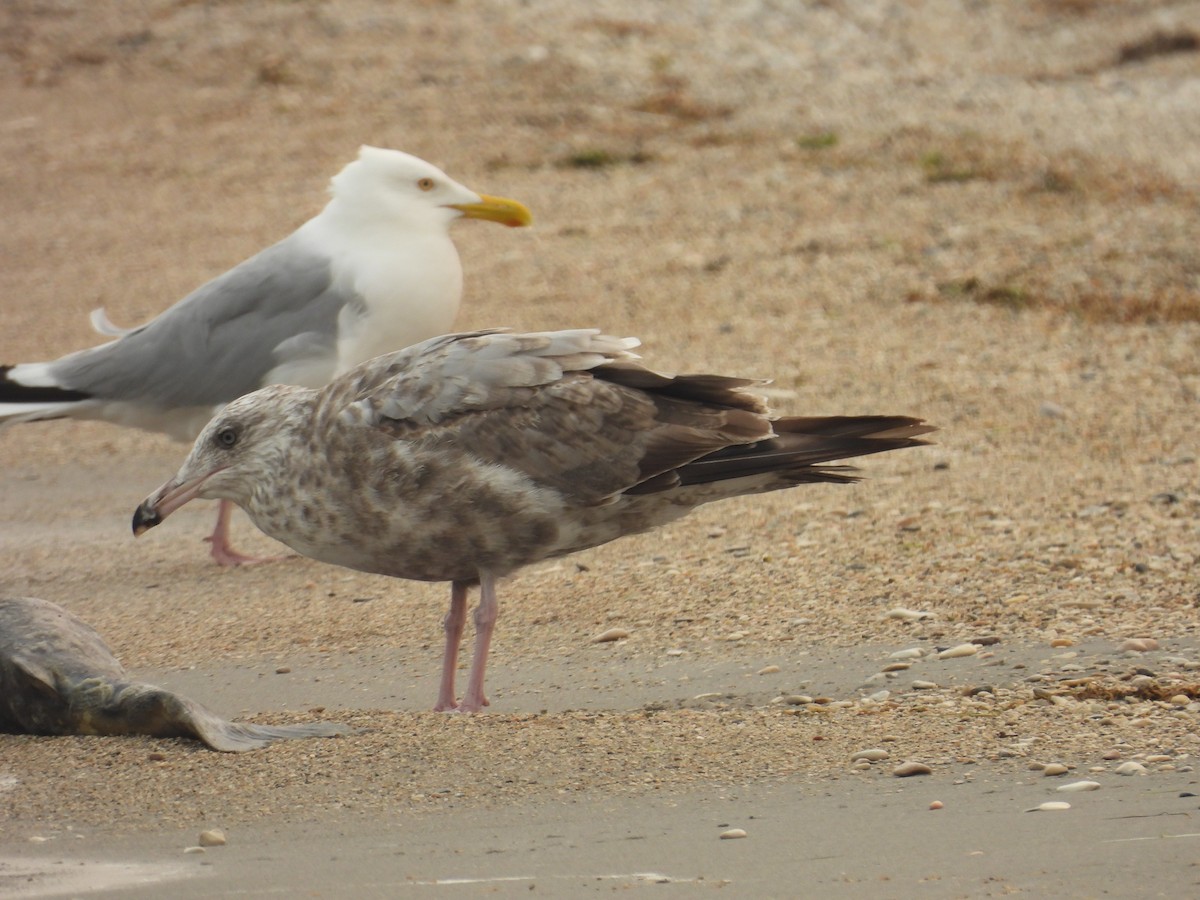 American Herring Gull - ML638981806