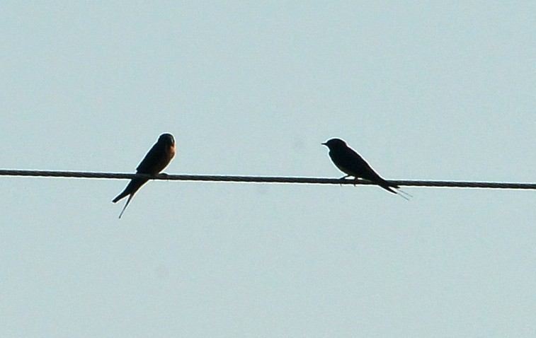 Barn Swallow - ML638981811