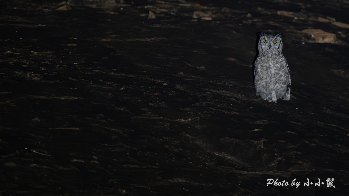 Spotted Eagle-Owl - ML638981812