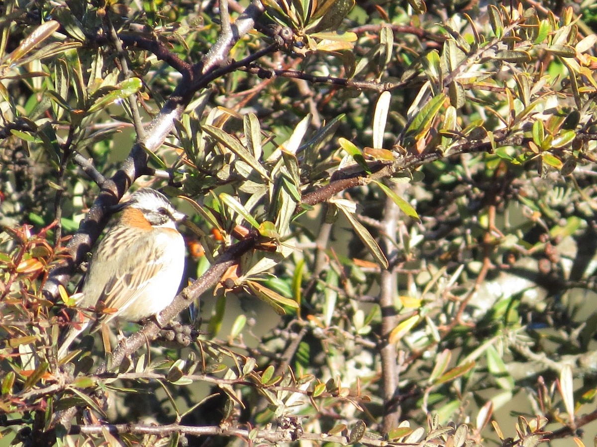 Rufous-collared Sparrow - ML638981813