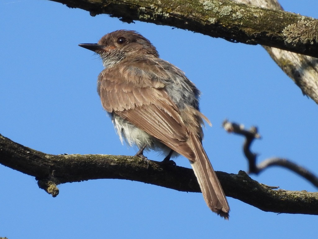 Eastern Phoebe - ML638981814
