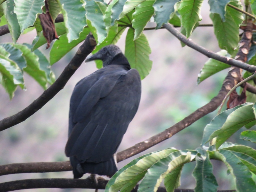 Black Vulture - ML638981815