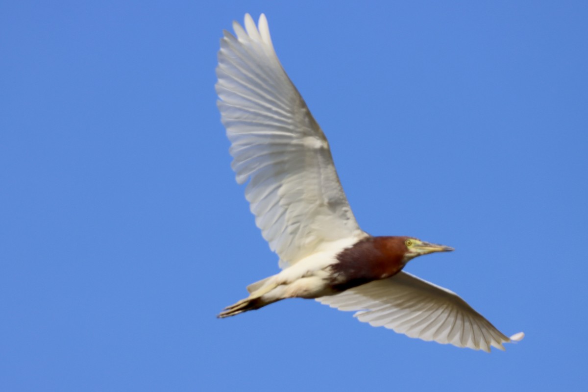 Chinese Pond-Heron - ML638981817