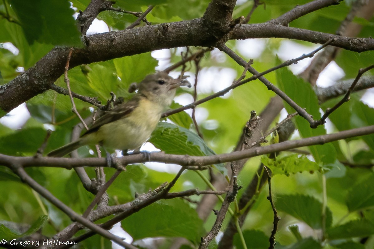 Bell's Vireo - ML638981820