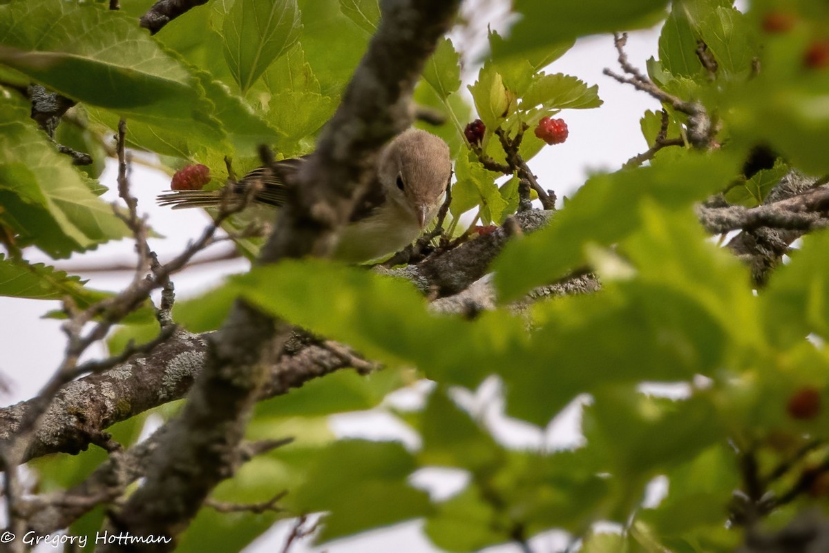 Bell's Vireo - ML638981821