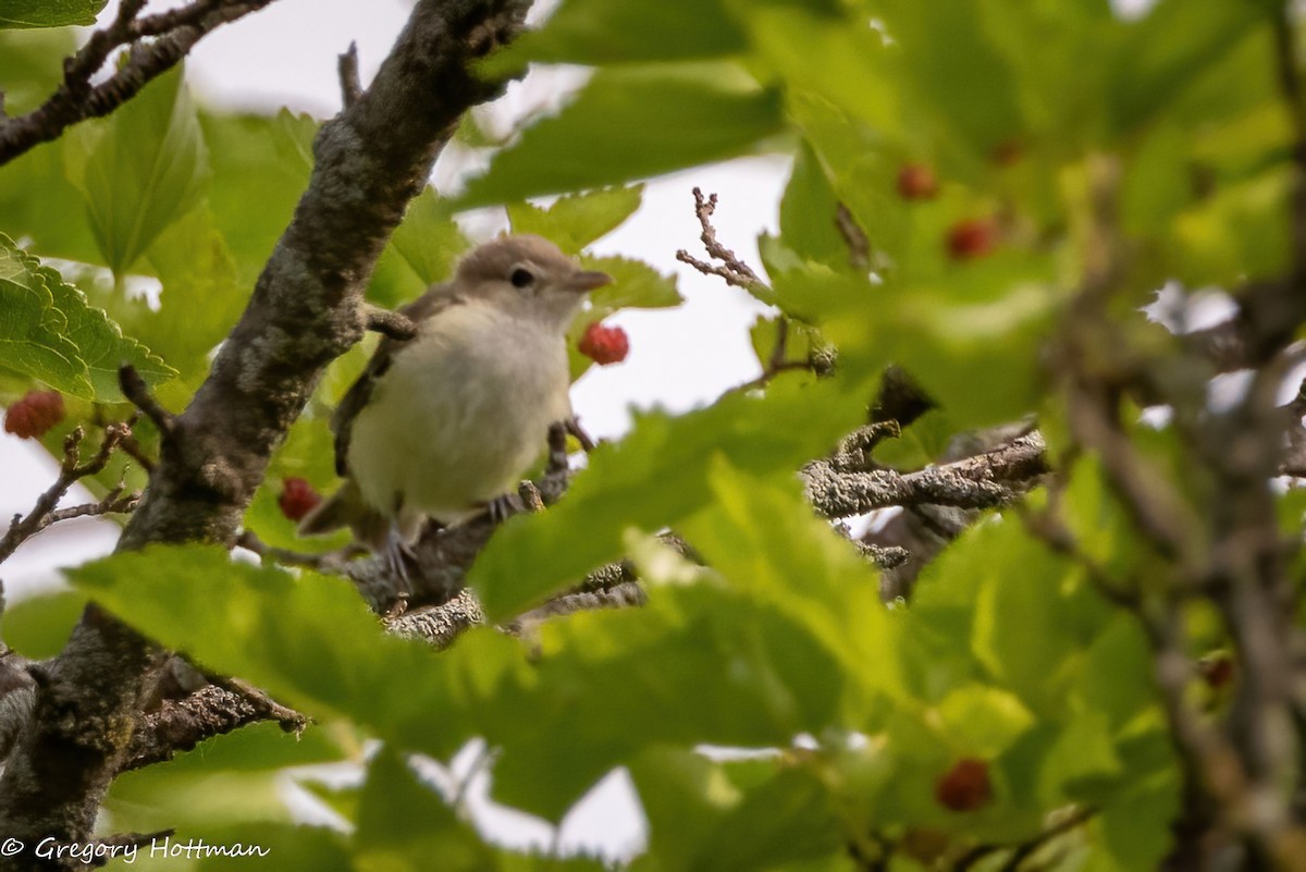 Bell's Vireo - ML638981822