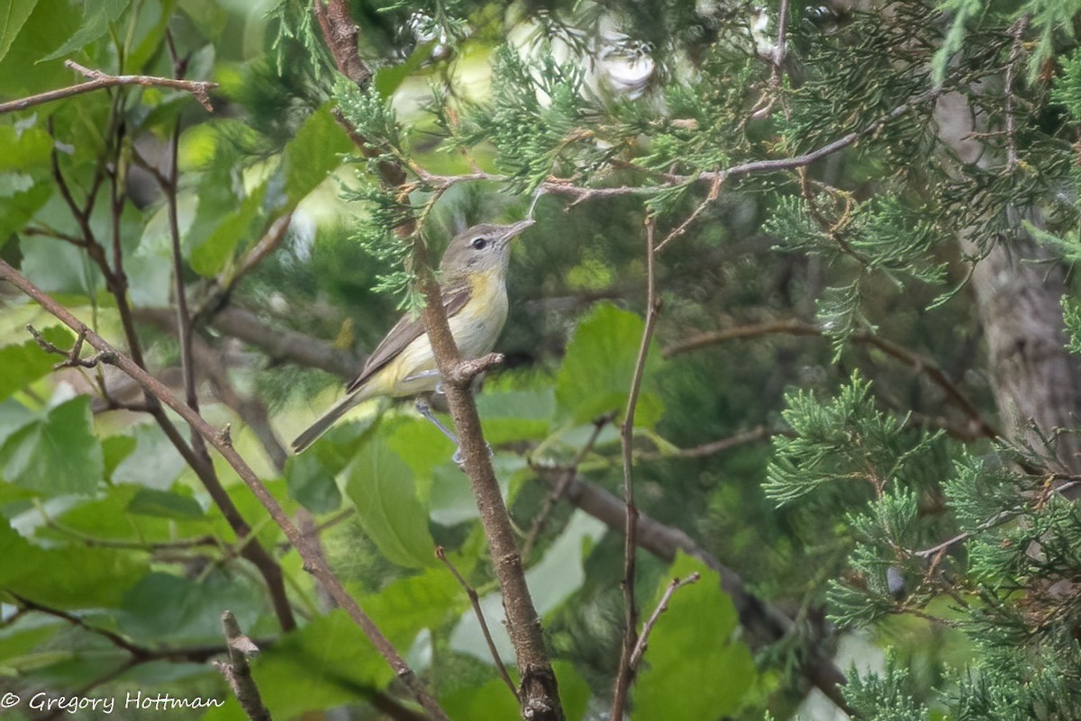 Bell's Vireo - ML638981823