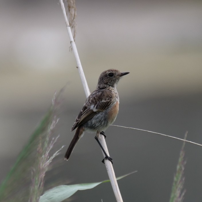 European Stonechat - ML638981827
