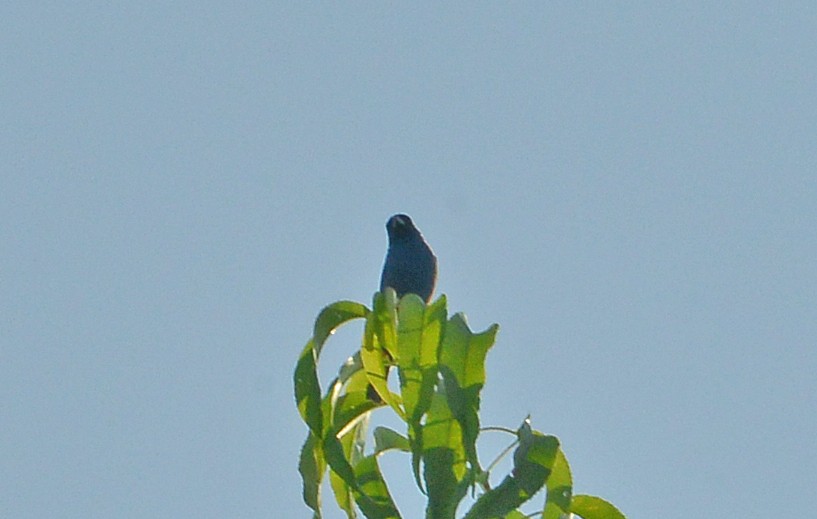 Çivit Çintesi - ML638981829