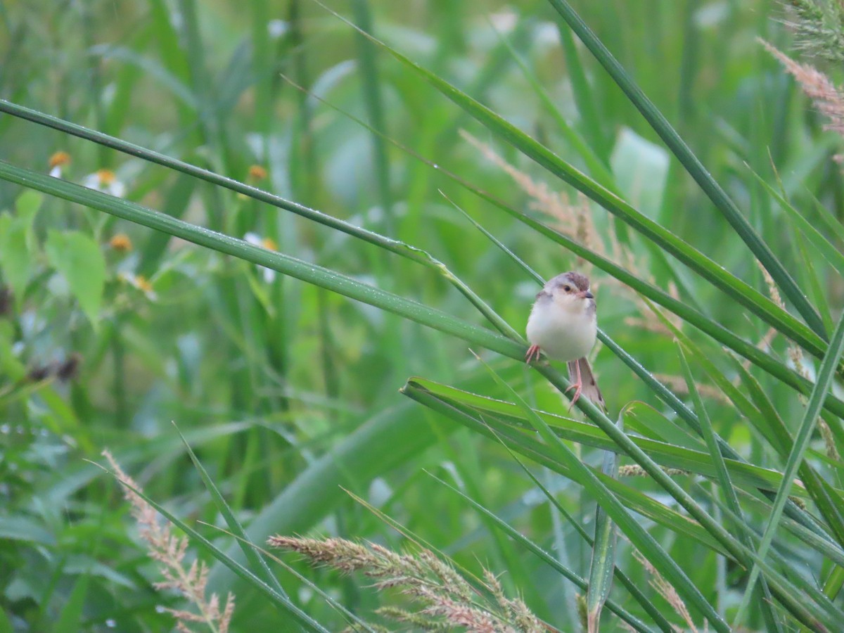 Plain Prinia - ML638981886