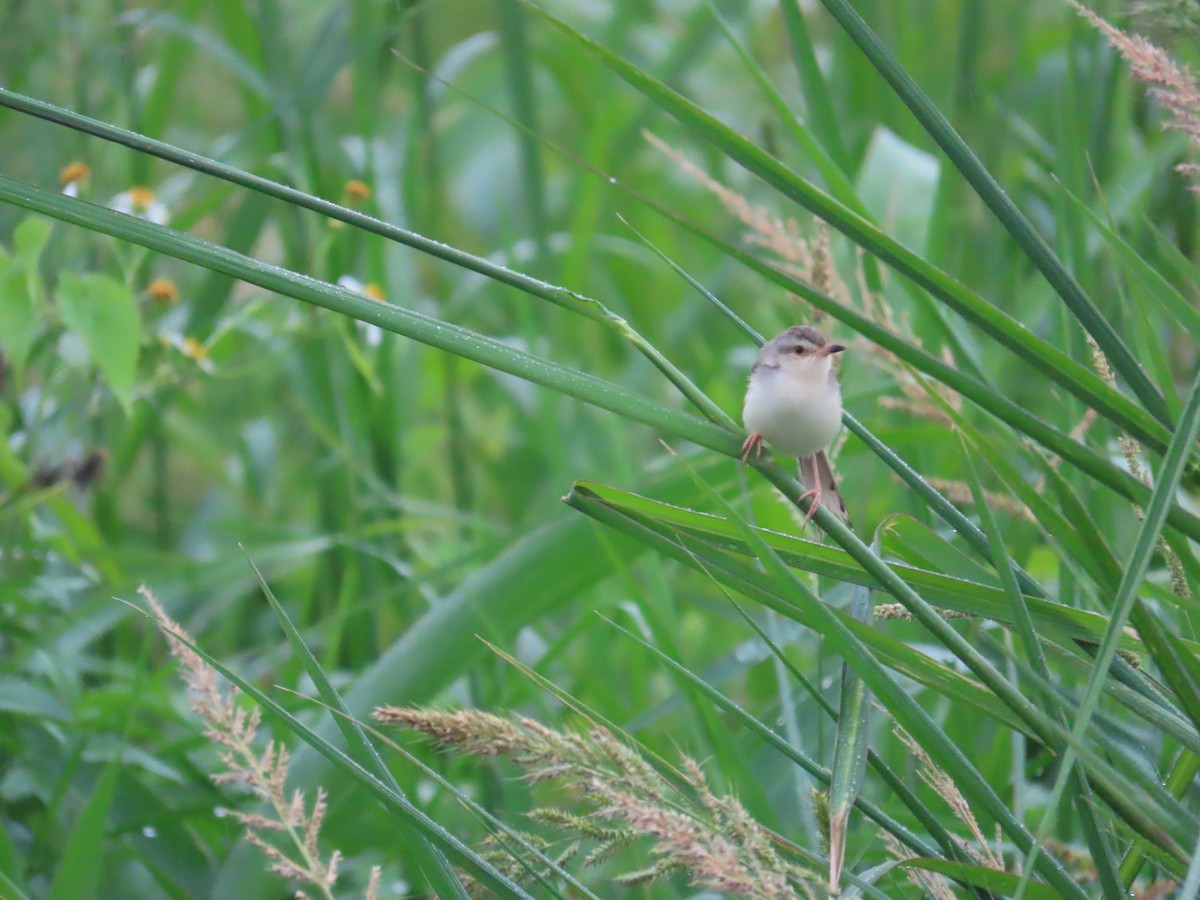 Plain Prinia - ML638981887