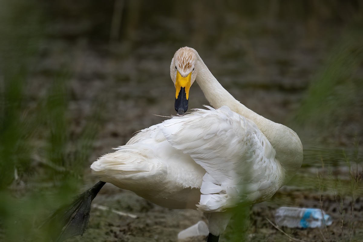 Whooper Swan - ML638981942