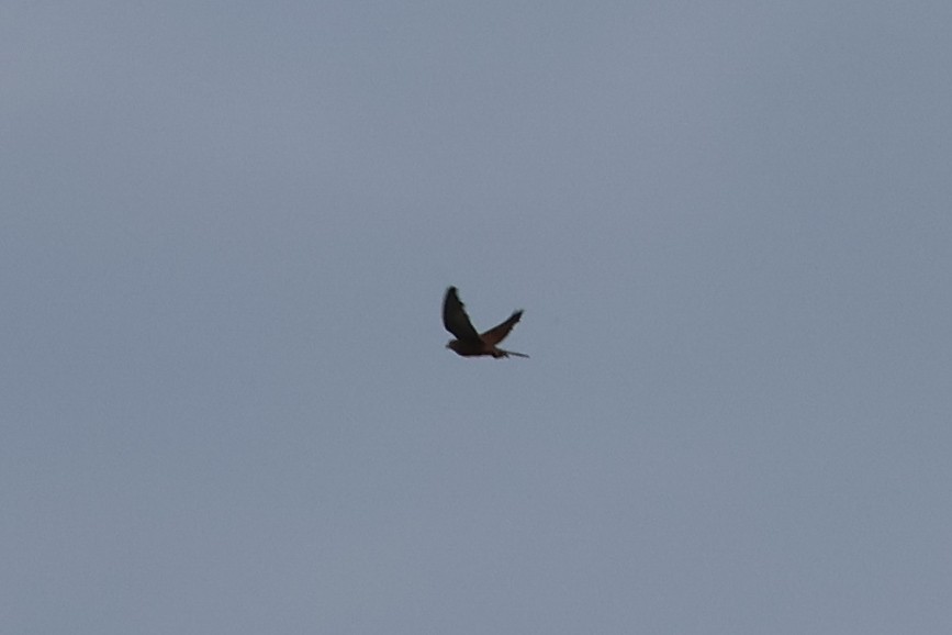 Spotted Kestrel - ML638981956