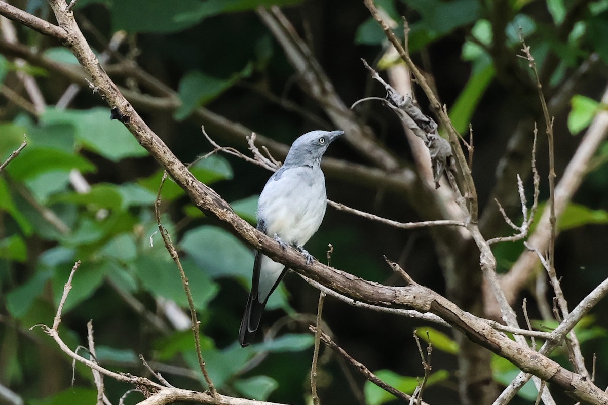 White-rumped Cuckooshrike - ML638981961