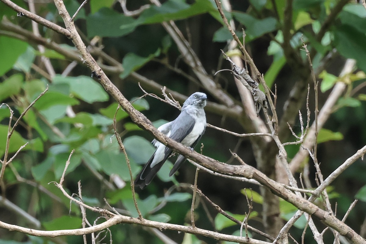 White-rumped Cuckooshrike - ML638981962