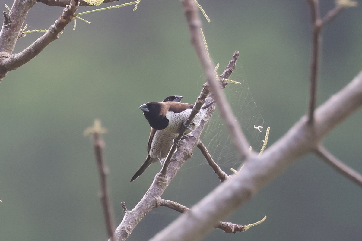 Black-faced Munia - ML638981974