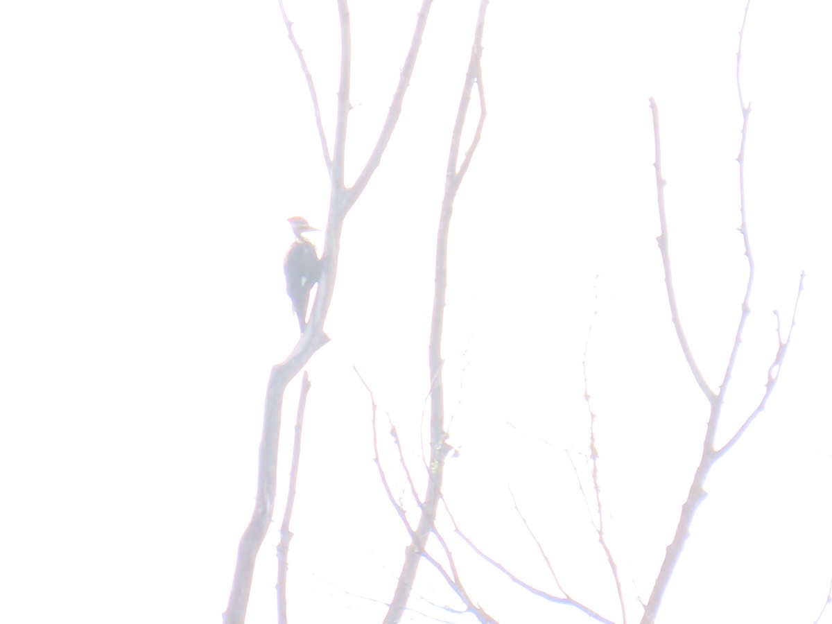 Pileated Woodpecker - ML638981977