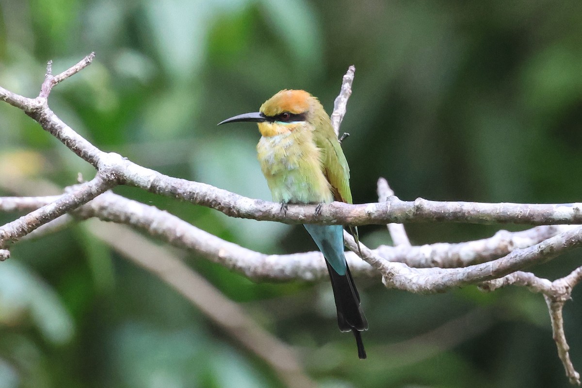 Rainbow Bee-eater - ML638981984