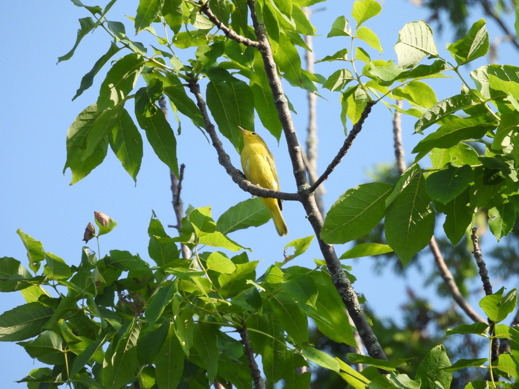 Goldwaldsänger - ML638982007