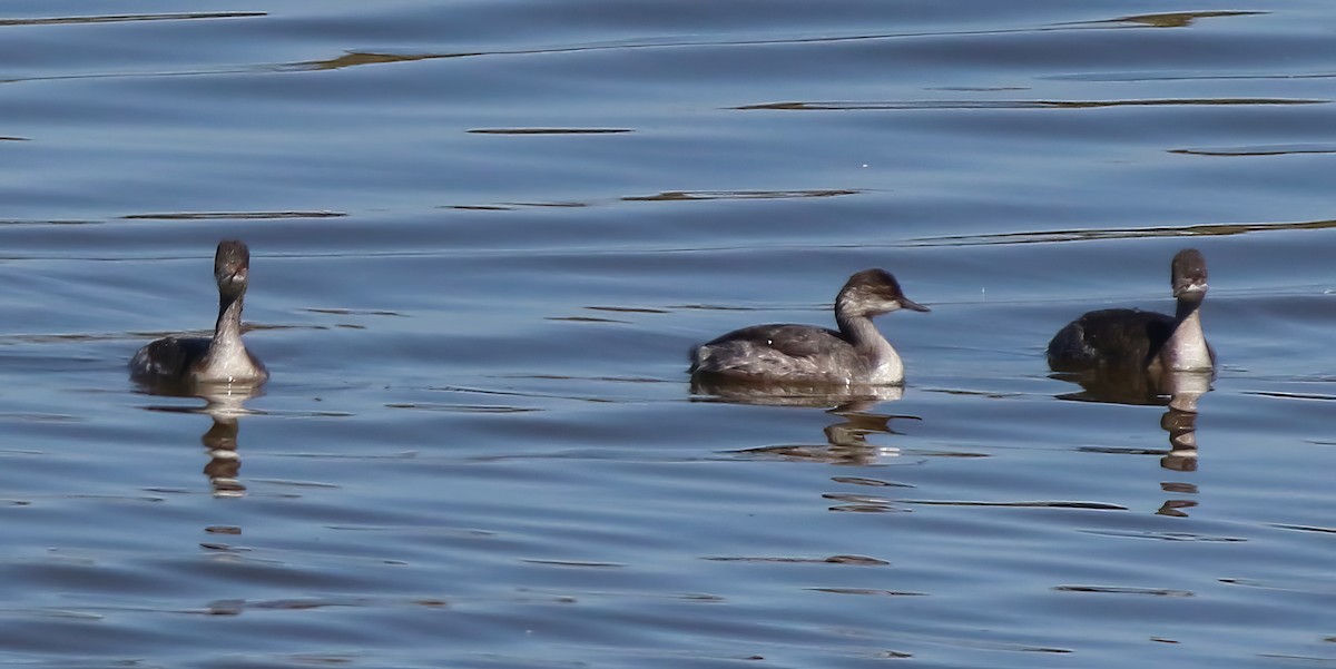 Eared Grebe - ML638982110