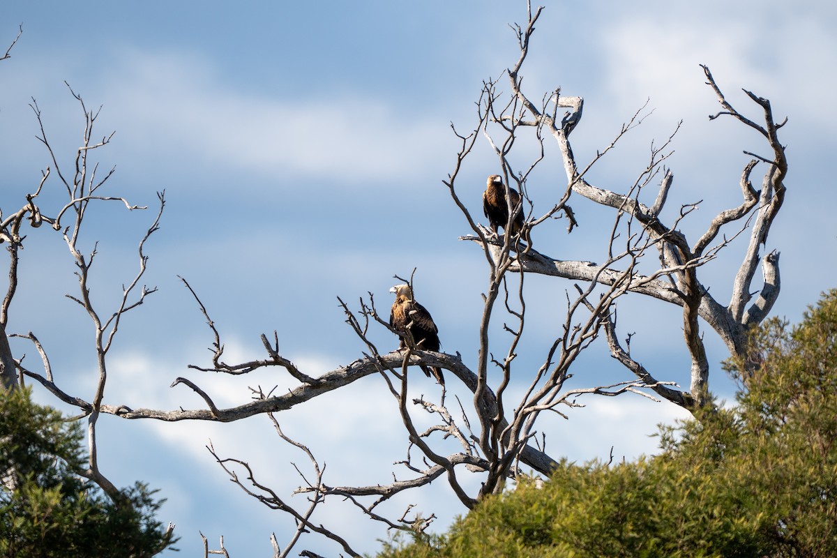 Wedge-tailed Eagle - ML638982116