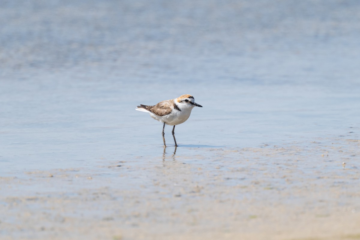 Kentish Plover (Kentish) - ML638982124