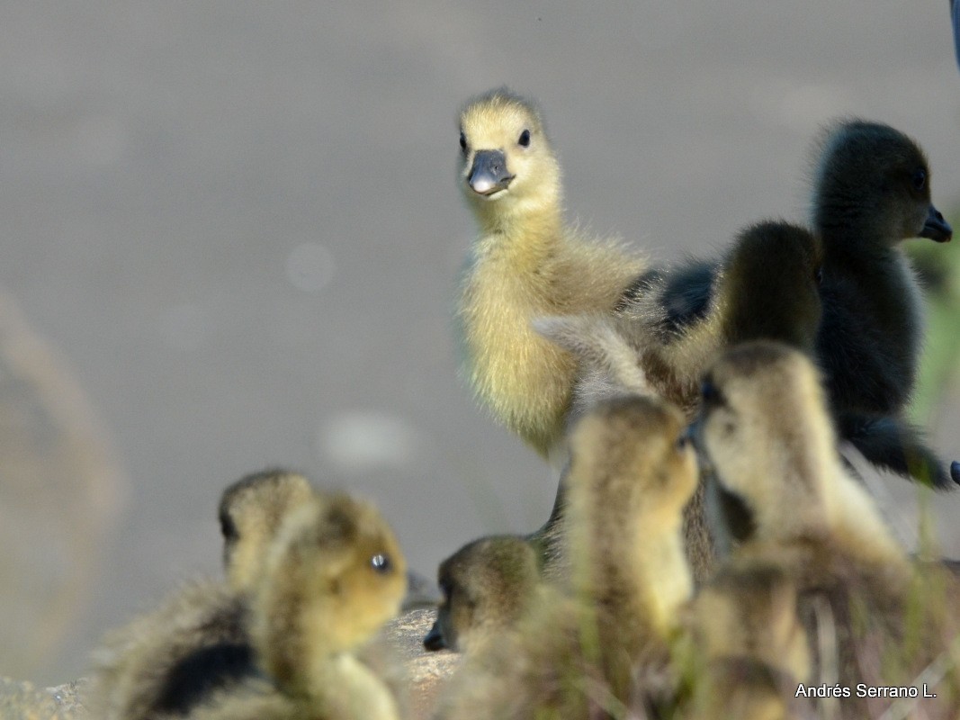Graylag Goose - ML638982125