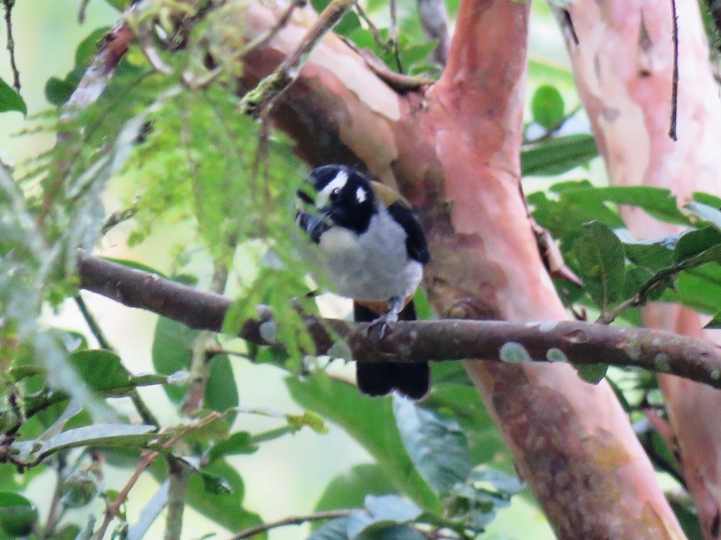 Black-winged Saltator - ML638982126