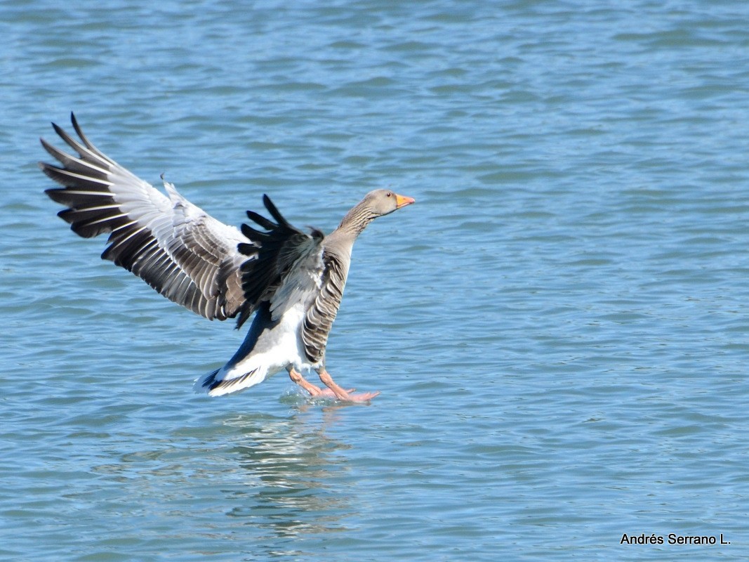 Graylag Goose - ML638982129