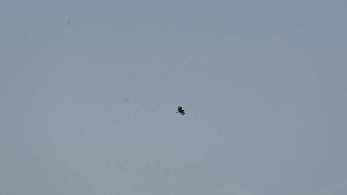European Honey-buzzard - ML638982130