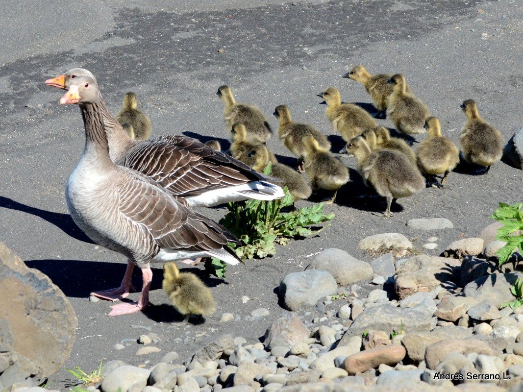 Graylag Goose - ML638982132