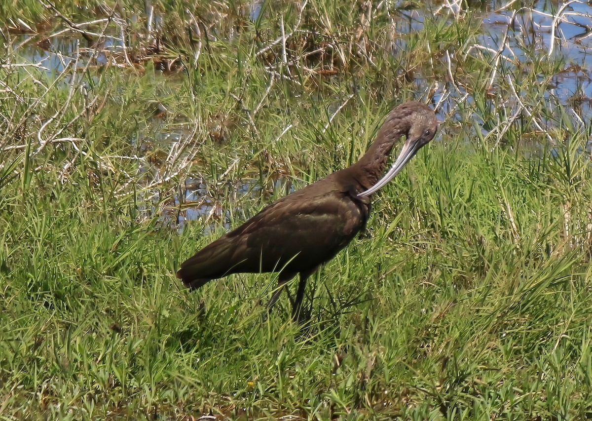 White-faced Ibis - ML638982133