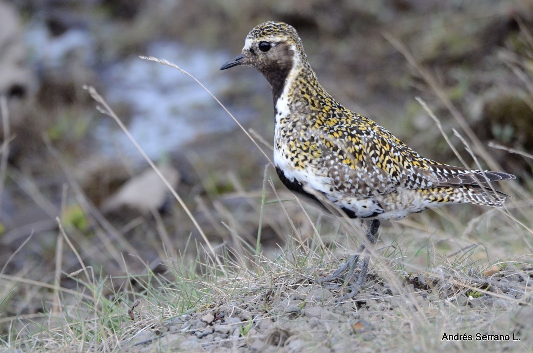 European Golden-Plover - ML638982134