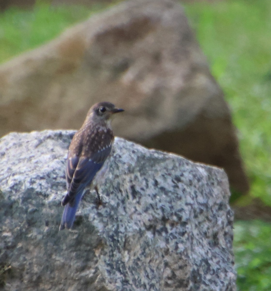 Eastern Bluebird - ML638982135