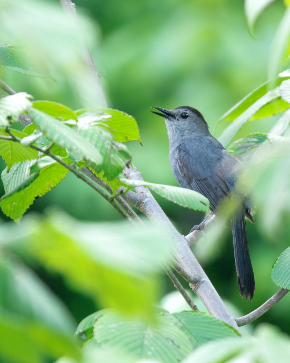 Gray Catbird - ML638982136
