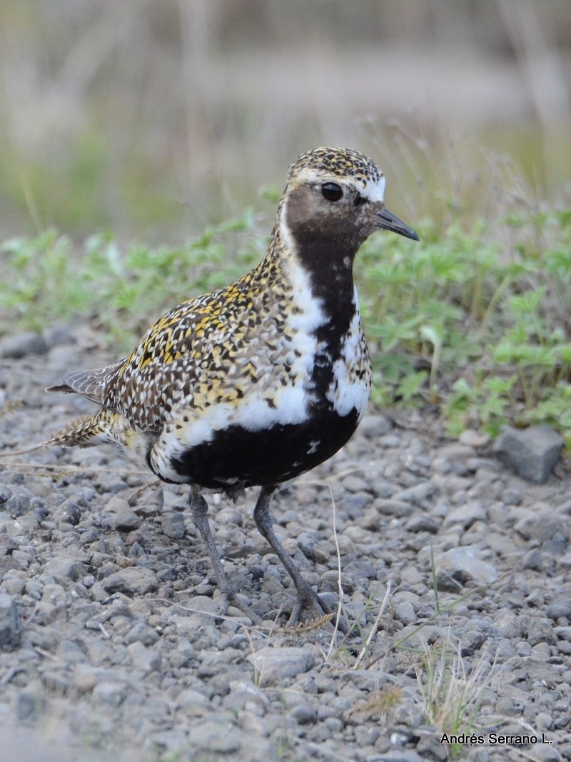 European Golden-Plover - ML638982137