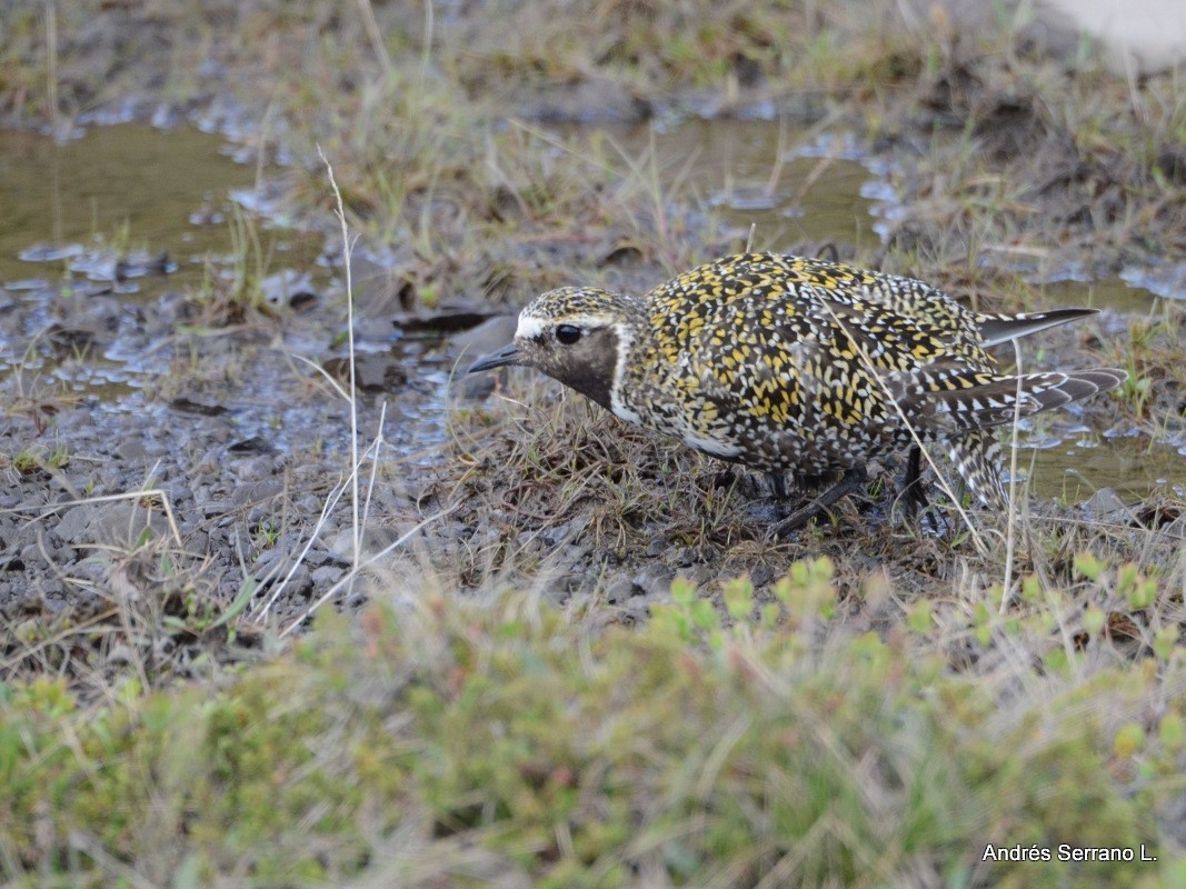 European Golden-Plover - ML638982138