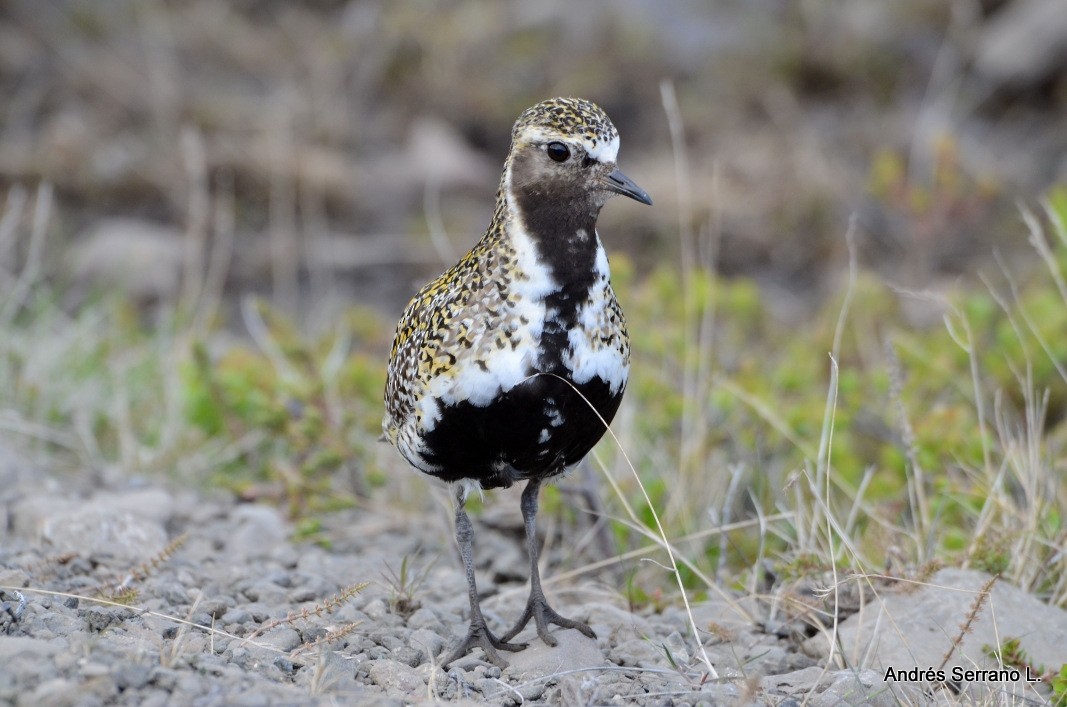 European Golden-Plover - ML638982140