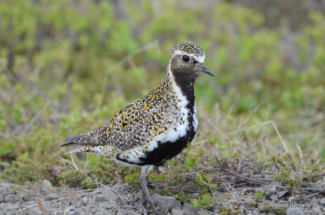 European Golden-Plover - ML638982141