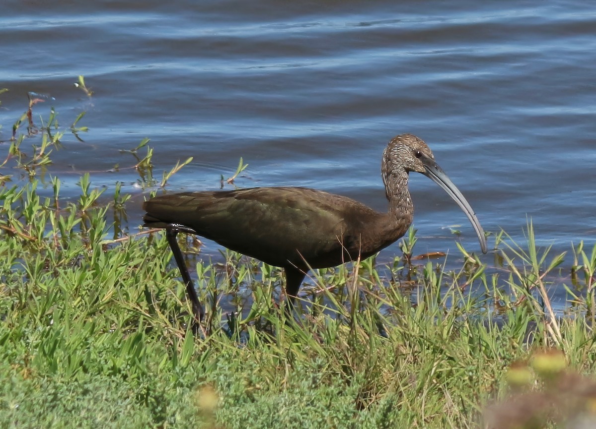 White-faced Ibis - ML638982143