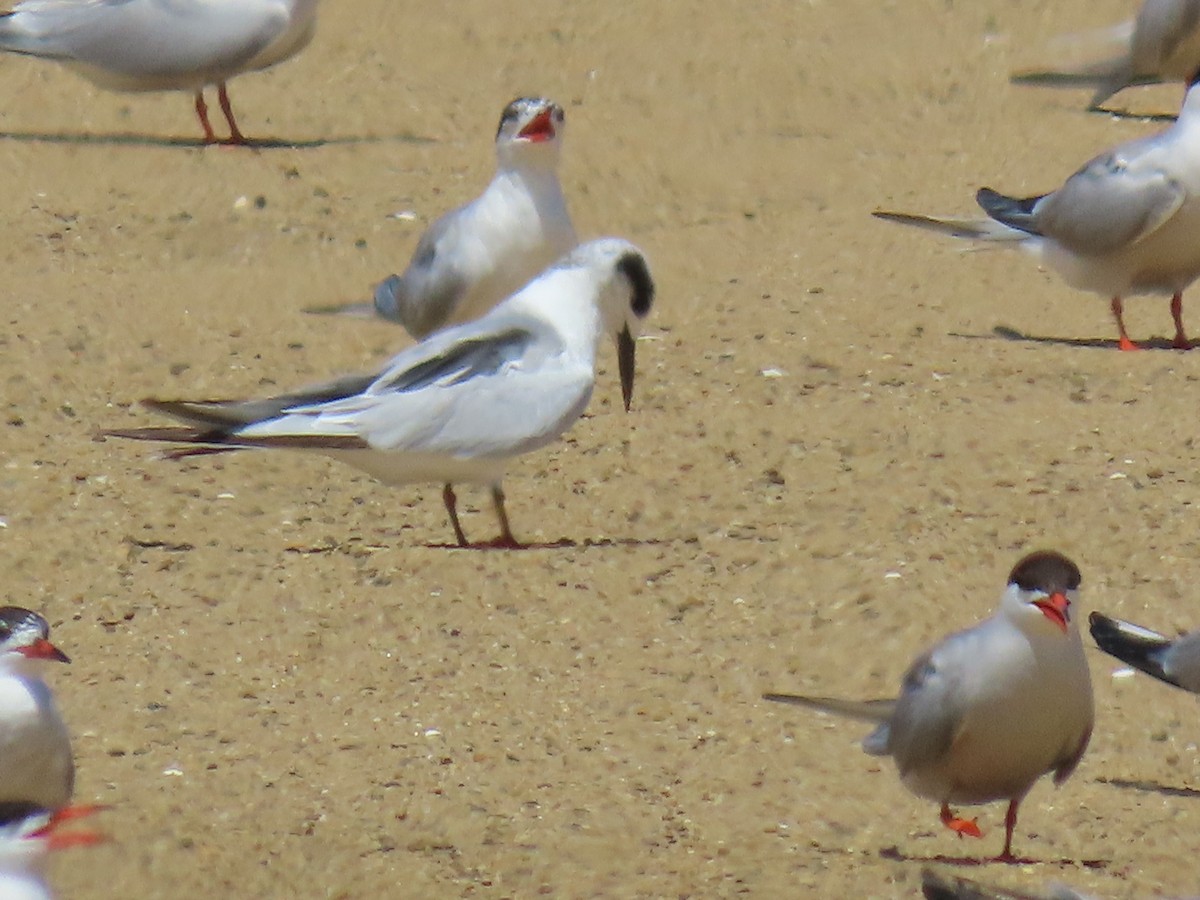 Forster's Tern - ML638982147