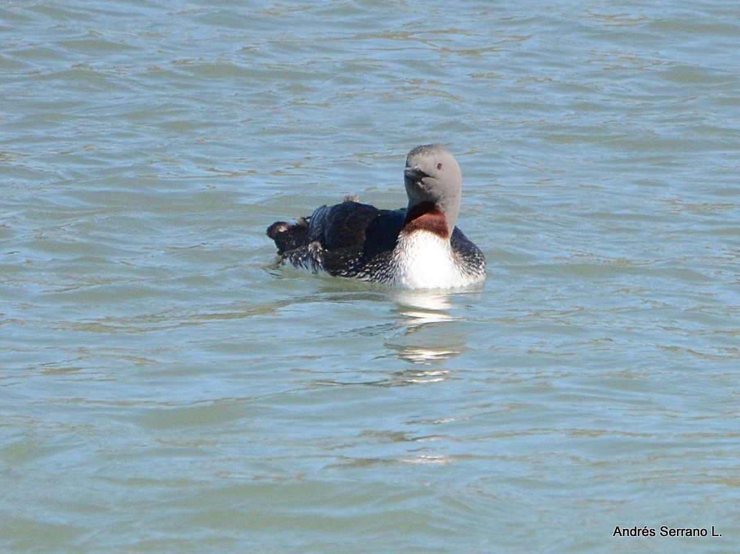 Red-throated Loon - ML638982148