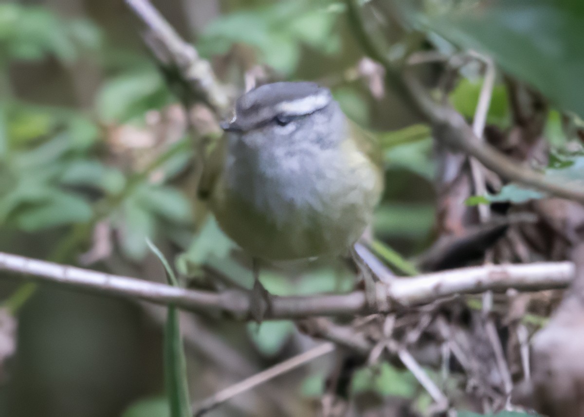 Ashy-throated Warbler - ML638982174