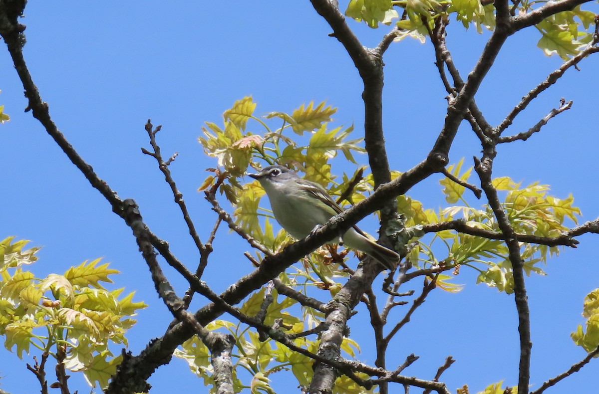 Blue-headed Vireo - ML638982178