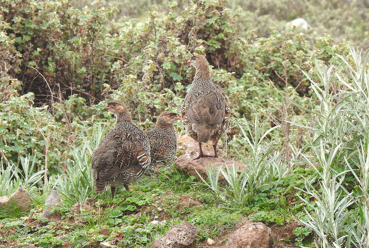 Chestnut-naped Spurfowl - ML638982179