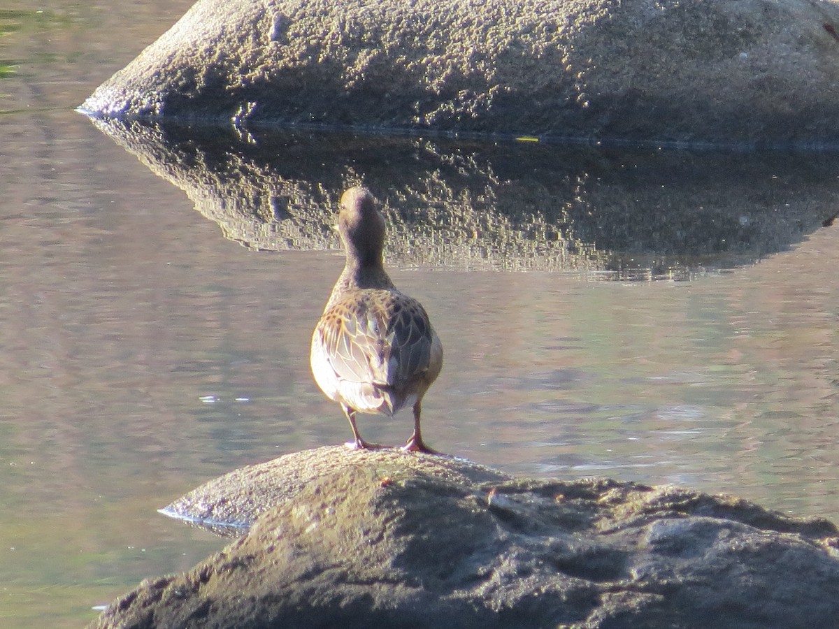 Yellow-billed Teal - ML638982183