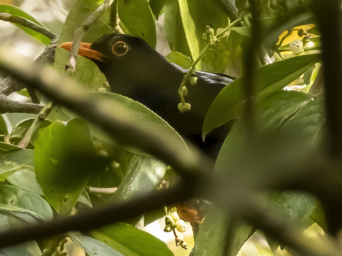 Glossy-black Thrush - ML638982184