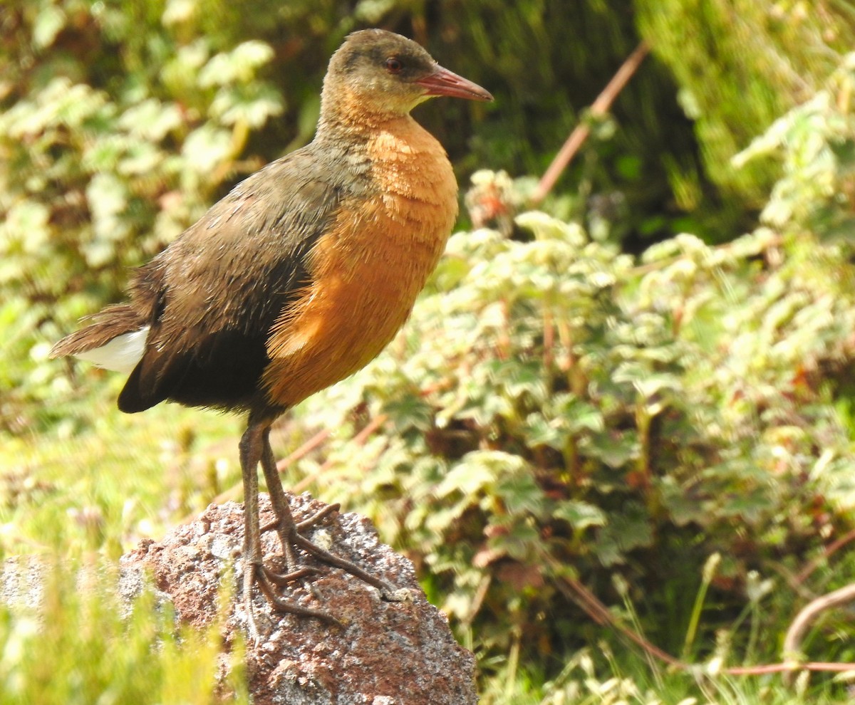 Rouget's Rail - ML638982185