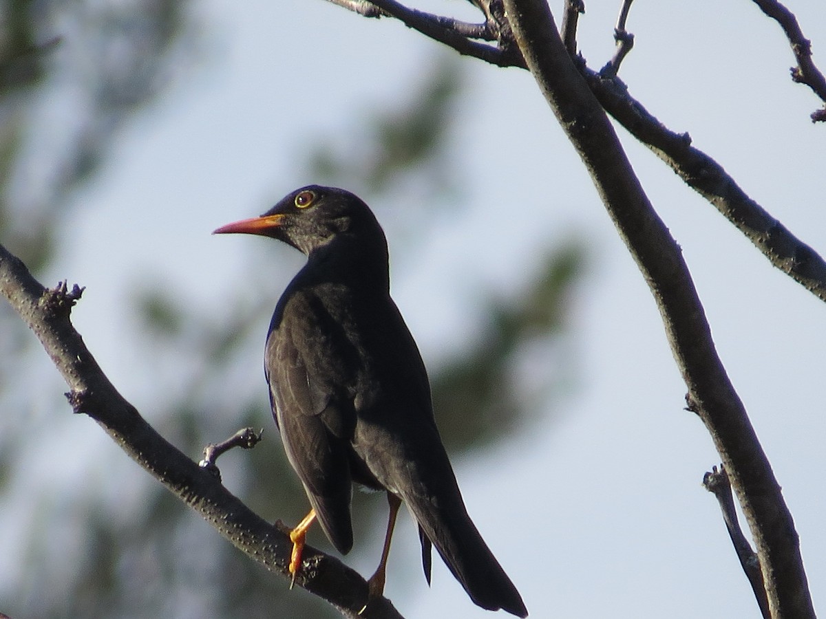 Chiguanco Thrush - ML638982211